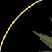 Venture Profile SunGod Jewelry image of 