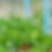 Venture Profile Alpha Cooperative for Agricultural Development image of Screenshot